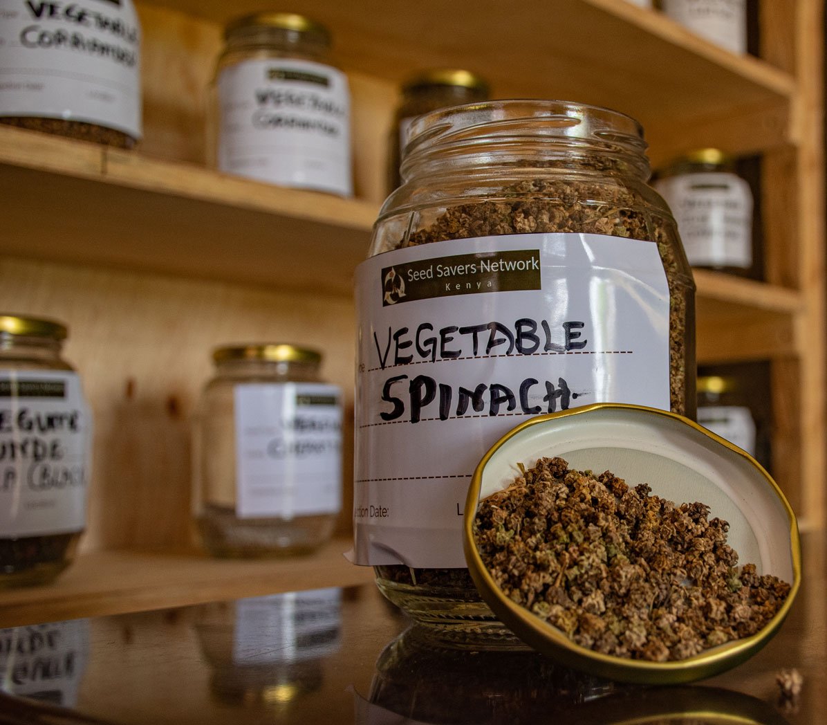 GP-3-Spinach-seeds-being-stored-after-harvest-at-the-seed-bank-(smaill)
